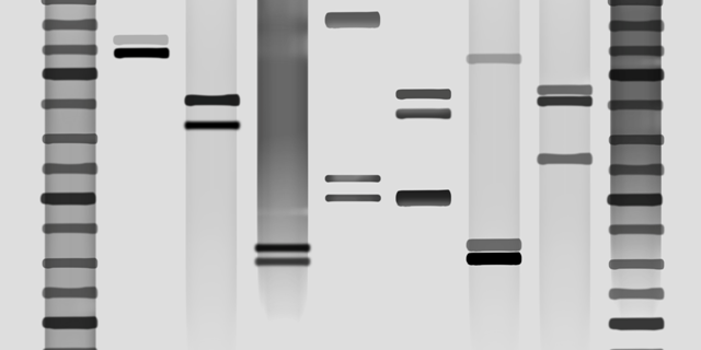 DNA-OBRAZY.CZ