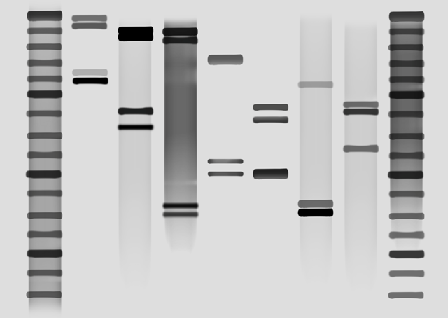 DNA-OBRAZY.CZ