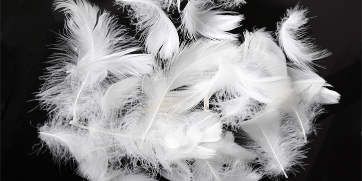 duck-goose-feathers